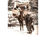 This Palestinian method of transport is more comfortable than it looks. The wooden litter, canopied in printed cotton to shelter occupants from the sun, sways gently with the even pace of the mule. An early photograph.